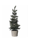 Coach House Medium Pine Tree with Pot